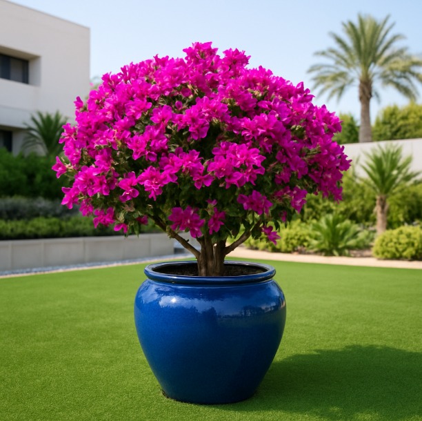 Potted bougainvillea on artificial grass